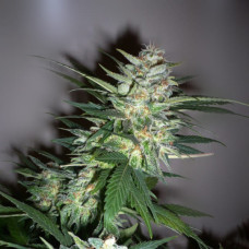 Fast Version Great White Shark feminised (Errors Seeds)