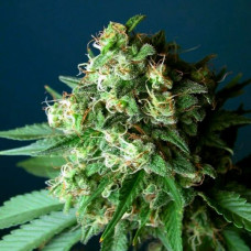 Fast Version Green Crack feminised (Errors Seeds)