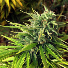 Fast Version Green Poison feminised (Errors Seeds)