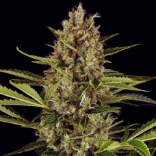 Fast Version Jack Herer feminised (Errors Seeds) 