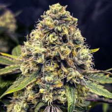 Fast Version Lemon Haze feminised (Errors Seeds) 