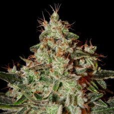 Fast Version Lemon Skunk feminised (Errors Seeds)