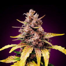 Fast Version LSD  feminised (Errors Seeds)