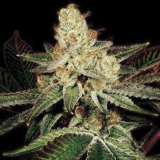 Fast Version Northern Light feminised (Errors Seeds)