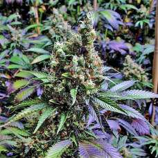 Fast Version NYC Diesel feminised (Errors Seeds)