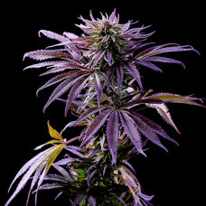 Fast Version Purple Punch feminised (Errors Seeds)