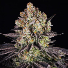 Fast Version Runtz feminised (Errors Seeds)