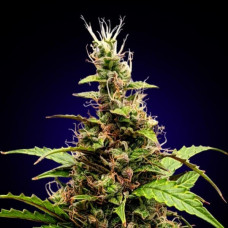 Fast Version Somango feminised (Errors Seeds)