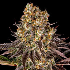 Fast Version Sour Diesel feminised (Errors Seeds)