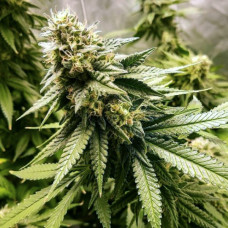 Fast Version Strawberry Banana feminised (Errors Seeds)