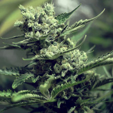 Fast Version Super Skunk feminised (Errors Seeds)