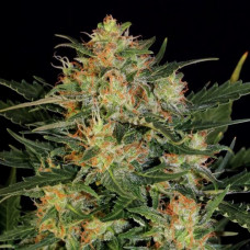 Fast Version White Russian feminised (Errors Seeds)