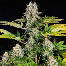 Fast Version White Widow feminised (Errors Seeds)