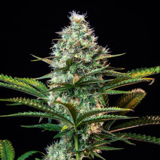 Fast Version Zkittlez feminised (Errors Seeds)