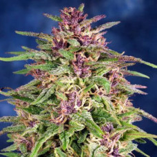 Frisian Dew Silver feminised (Errors Seeds)