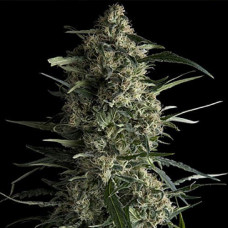 Galaxy Silver feminised (Errors Seeds)