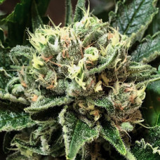 Gelato Silver feminised (Errors Seeds)