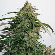 Glueberry OG Silver feminised (Errors Seeds)