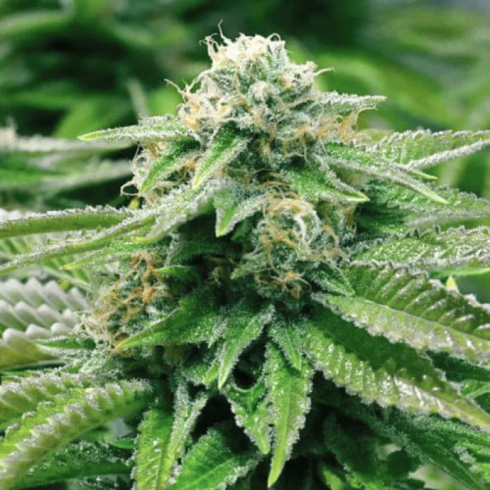 Семена конопли Gorilla Breath x Purple Thai Silver fem. Errors Seeds