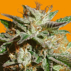 Gorilla Cookies Gold feminised (Errors Seeds)