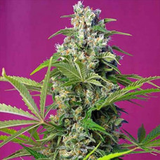 Gorilla Girl Silver feminised (Errors Seeds)