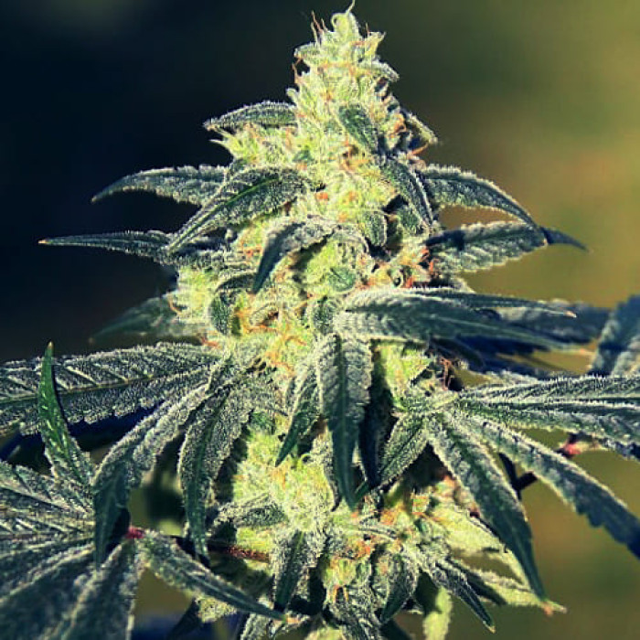 Семена конопли Gorilla Glue Gold fem. Errors Seeds