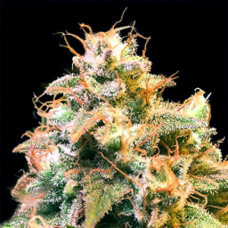 Gorilla Glue x Amnesia Gold feminised (Errors Seeds)