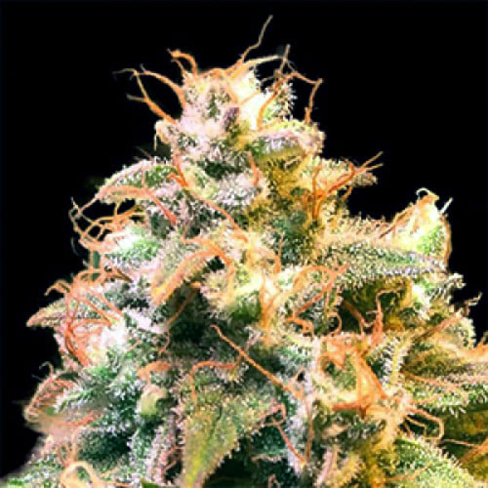 Семена конопли Gorilla Glue x Amnesia Gold fem. Errors Seeds