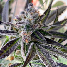 Grape Marmalade Silver - 500 шт. feminised (Errors Seeds)