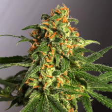 Green Crack Gold feminised (Errors Seeds)