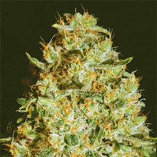 Himalaya Gold Gold feminised (Errors Seeds)