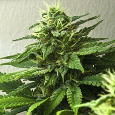 Himalaya Silver feminised (Errors Seeds)