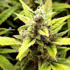 Hypnotic Silver feminised (Errors Seeds)