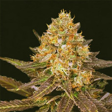 Lavender Gold feminised (Errors Seeds)