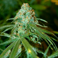 Lime Skunk Silver feminised (Errors Seeds)