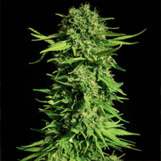 Mandarine Gold feminised (Errors Seeds)