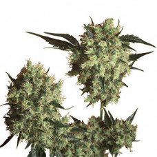 Marleys Collie Gold feminised (Errors Seeds)