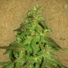 Maroc Gold feminised (Errors Seeds)