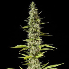 Maroc Silver feminised (Errors Seeds)