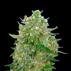 Master Kush Gold feminised (Errors Seeds)