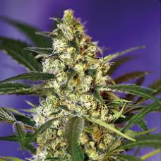 Master Kush Silver feminised (Errors Seeds)