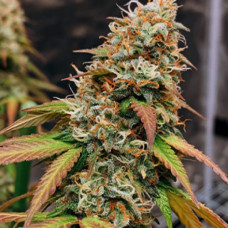 Meringue Silver feminised (Errors Seeds)