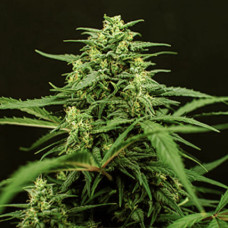 Mimosa Gold feminised (Errors Seeds)