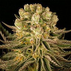 Mimosa x Orange Punch Gold feminised (Errors Seeds)