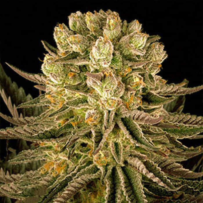 Семена конопли Mimosa x Orange Punch Gold fem. Errors Seeds