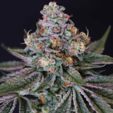 Mr. Melon Silver feminised (Errors Seeds)