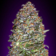 New York Diesel Gold feminised (Errors Seeds)