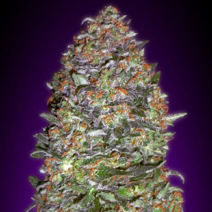 Семена конопли New York Diesel Gold fem. Errors Seeds