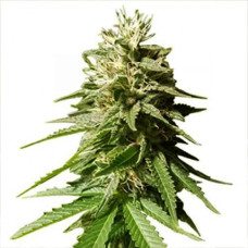 Nicole Gold feminised (Errors Seeds)