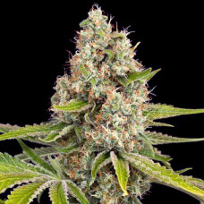 OG Kush Gold feminised (Errors Seeds)